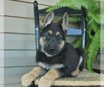 Small Photo #9 German Shepherd Dog Puppy For Sale in DAVENPORT, FL, USA