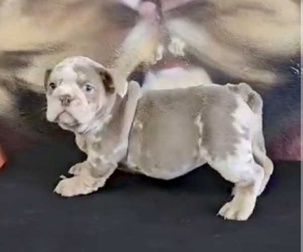 Medium Photo #4 English Bulldog Puppy For Sale in DETROIT, MI, USA