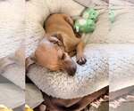Small Photo #3 Chihuahua-Unknown Mix Puppy For Sale in Visalia, CA, USA