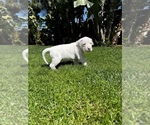 Small Photo #2 Dogo Argentino Puppy For Sale in VISTA, CA, USA