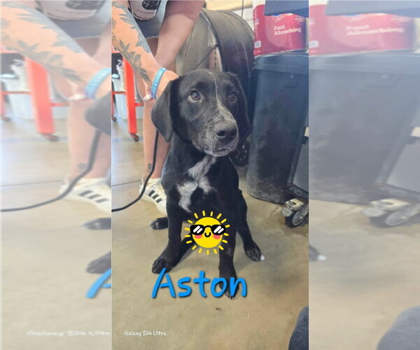 Medium Photo #1 Labrador Retriever-Unknown Mix Puppy For Sale in Foristell, MO, USA