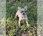 Puppy Minca French Bulldog