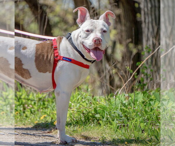 Medium Photo #11 American Staffordshire Terrier-Boxer Mix Puppy For Sale in Huntley, IL, USA