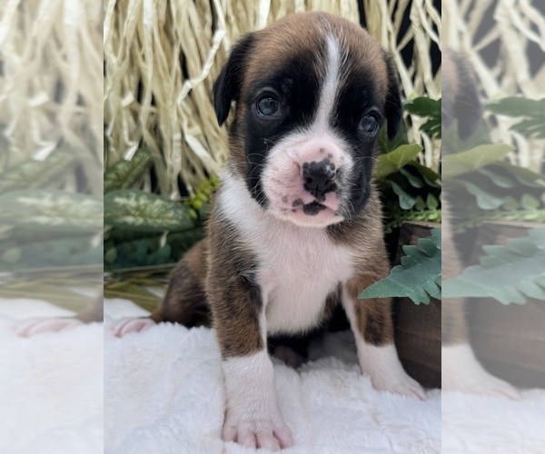 Medium Photo #9 Boxer Puppy For Sale in PAWNEE CITY, NE, USA