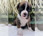 Small #8 Boxer