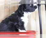 Small Photo #5 Bernedoodle-Miniature Australian Shepherd Mix Puppy For Sale in STAFFORD, VA, USA