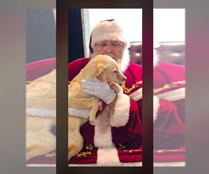 Labrador Retriever-Unknown Mix Dogs for adoption in Mooresville, NC, USA