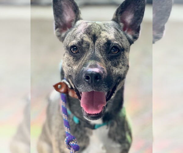 Medium Photo #2 Plott Hound-Unknown Mix Puppy For Sale in Coldwater, MI, USA