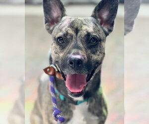 AUBREY - Female Plott Hound-Unknown Mix Dog for Adoption - Photo #2