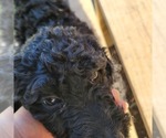 Small Photo #14 Goldendoodle Puppy For Sale in WEST, TX, USA