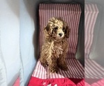 Small Photo #14 ShihPoo Puppy For Sale in DURHAM, CT, USA