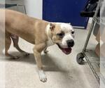 Small American Pit Bull Terrier Mix