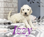 Small Photo #39 Goldendoodle Puppy For Sale in CEDAR GAP, MO, USA