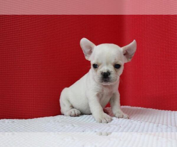 Medium Photo #3 French Bulldog Puppy For Sale in GRAPEVINE, TX, USA