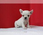 Small Photo #3 French Bulldog Puppy For Sale in GRAPEVINE, TX, USA