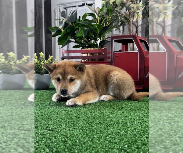 Medium Photo #5 Shiba Inu Puppy For Sale in CANOGA, NY, USA