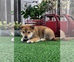 Small #4 Shiba Inu