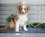 Puppy Tank Miniature Australian Shepherd