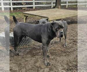 Father of the Cane Corso puppies born on 11/24/2023