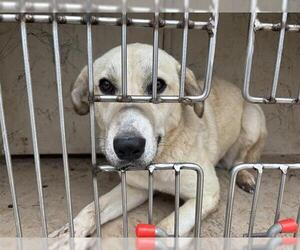 Anatolian Shepherd-Unknown Mix Dogs for adoption in Oklahoma City, OK, USA