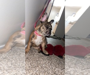 French Bulldog Puppy for sale in LAKEWOOD, CA, USA