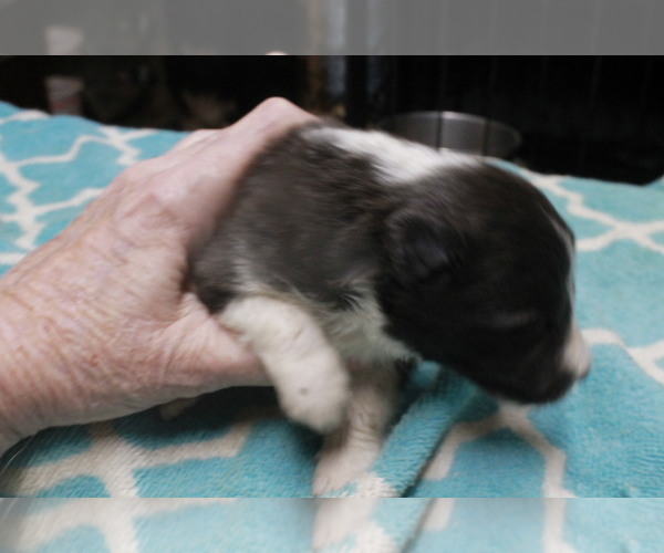 Medium Photo #2 Shetland Sheepdog Puppy For Sale in BAINBRIDGE, NY, USA