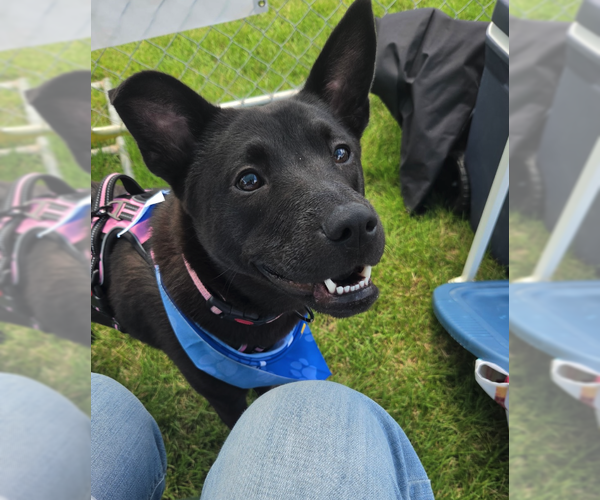 Medium Photo #4 Labrachow Puppy For Sale in Plainfield, IL, USA