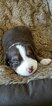 Small Photo #5 Australian Shepherd Puppy For Sale in BRIDGEWATER, VA, USA