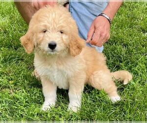Pyredoodle Puppy for sale in ASHLAND, NE, USA
