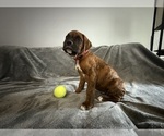 Small Photo #44 Boxer Puppy For Sale in WEST COLUMBIA, SC, USA