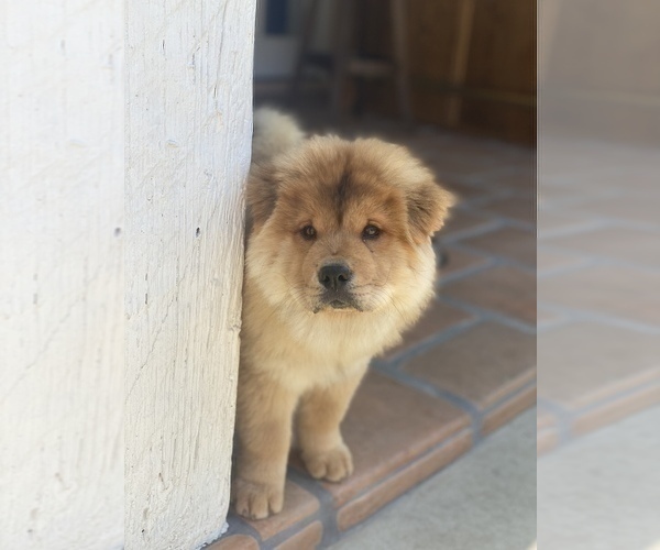 Medium Photo #1 Chow Chow Puppy For Sale in PASADENA, CA, USA