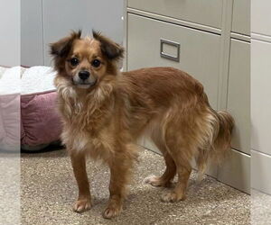 Mutt Dogs for adoption in Great Bend, KS, USA