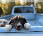 Puppy Casper Australian Shepherd