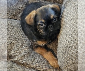 Brussels Griffon Puppy for Sale in MANAHAWKIN, New Jersey USA