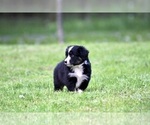 Small Photo #5 Australian Shepherd Puppy For Sale in NEWTON FALLS, OH, USA