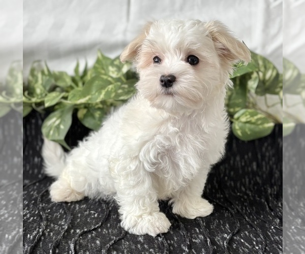 Medium Photo #9 Maltese Puppy For Sale in ROCK STREAM, NY, USA