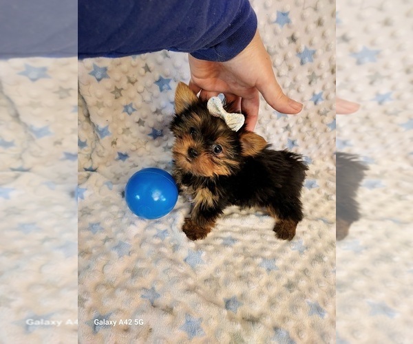 Medium Photo #2 Yorkshire Terrier Puppy For Sale in BELDING, MI, USA