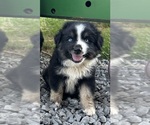 Puppy Puppy 1 Miniature Australian Shepherd