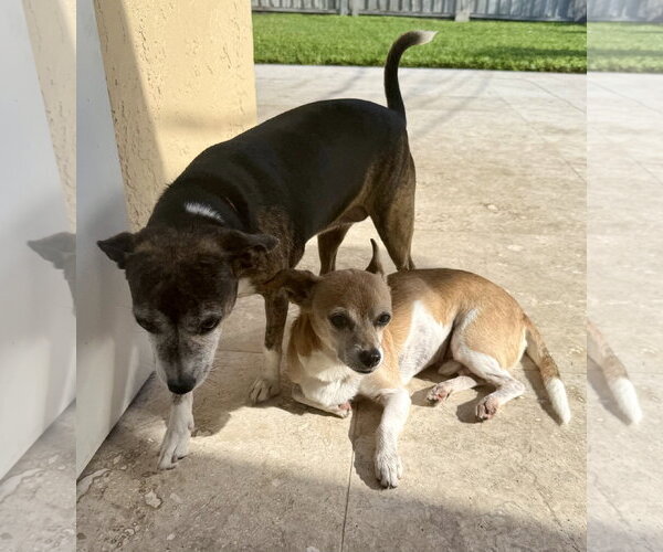 Medium Photo #4 Chihuahua Puppy For Sale in Boca Raton, FL, USA