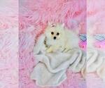 Small #26 Pomeranian