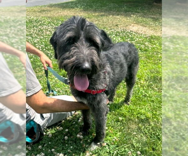 Medium Photo #3 Labrador Retriever-Unknown Mix Puppy For Sale in Elmsford, NY, USA