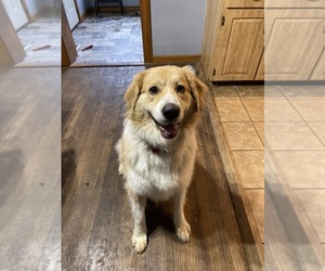 Great Pyrenees Puppy for sale in NEW CASTLE, PA, USA