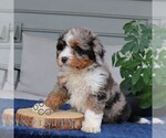 Small #2 Bernedoodle (Miniature)