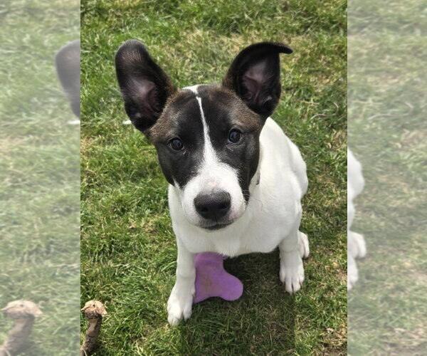 Medium Photo #9 Siberian Husky Puppy For Sale in Fort Wayne, IN, USA