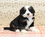 Small Miniature Bernedoodle