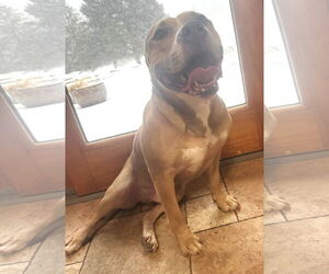 XP Blue - Bangor, PA - Male Mutt Dog for Adoption - Photo #3