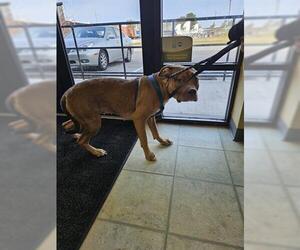 Mutt Dogs for adoption in Norfolk, VA, USA