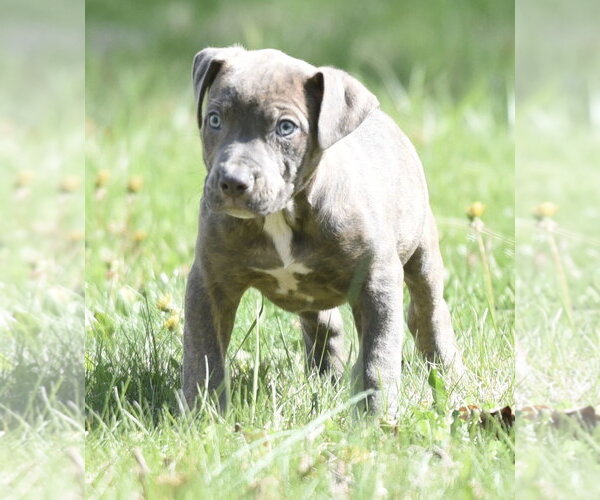 Medium Photo #3 Mutt Puppy For Sale in Mechanicsburg, PA, USA