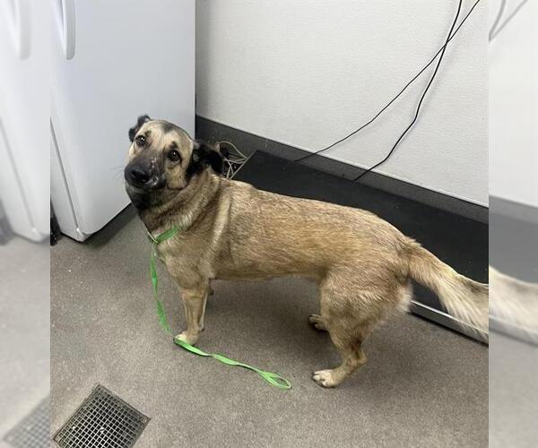 Medium Photo #1 German Shepherd Dog-Unknown Mix Puppy For Sale in HESPERIA, CA, USA
