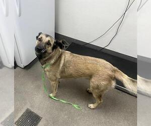 German Shepherd Dog-Unknown Mix Dogs for adoption in HESPERIA, CA, USA
